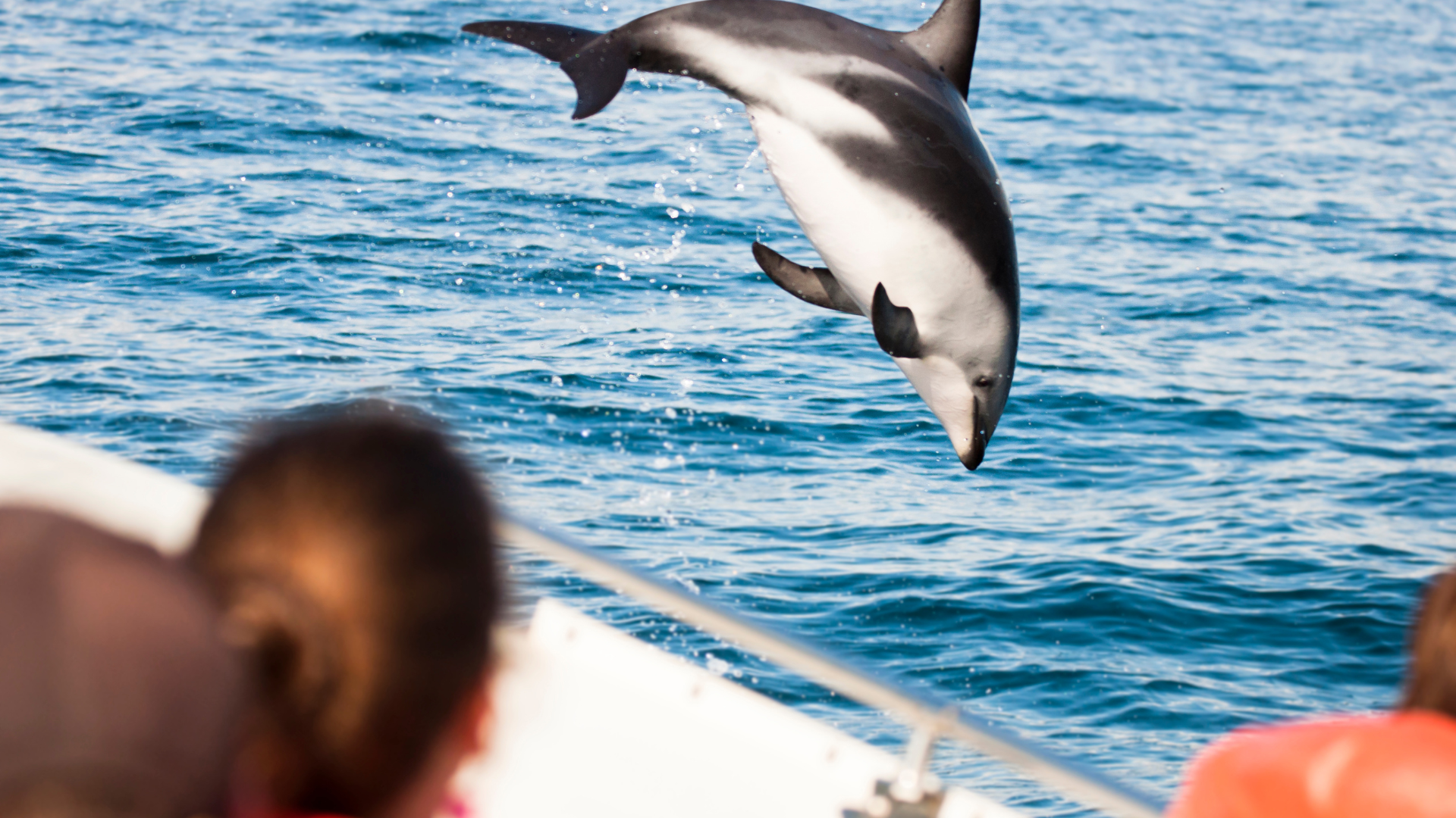 Dolphin catamaran boat trip, nr 1 sea excursion - Image 2