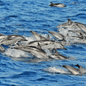 Dolphin catamaran boat trip, nr 1 sea excursion