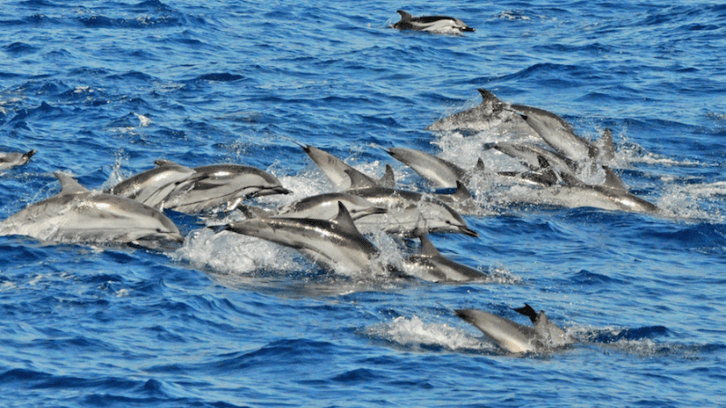 Dolphin catamaran boat trip, nr 1 sea excursion