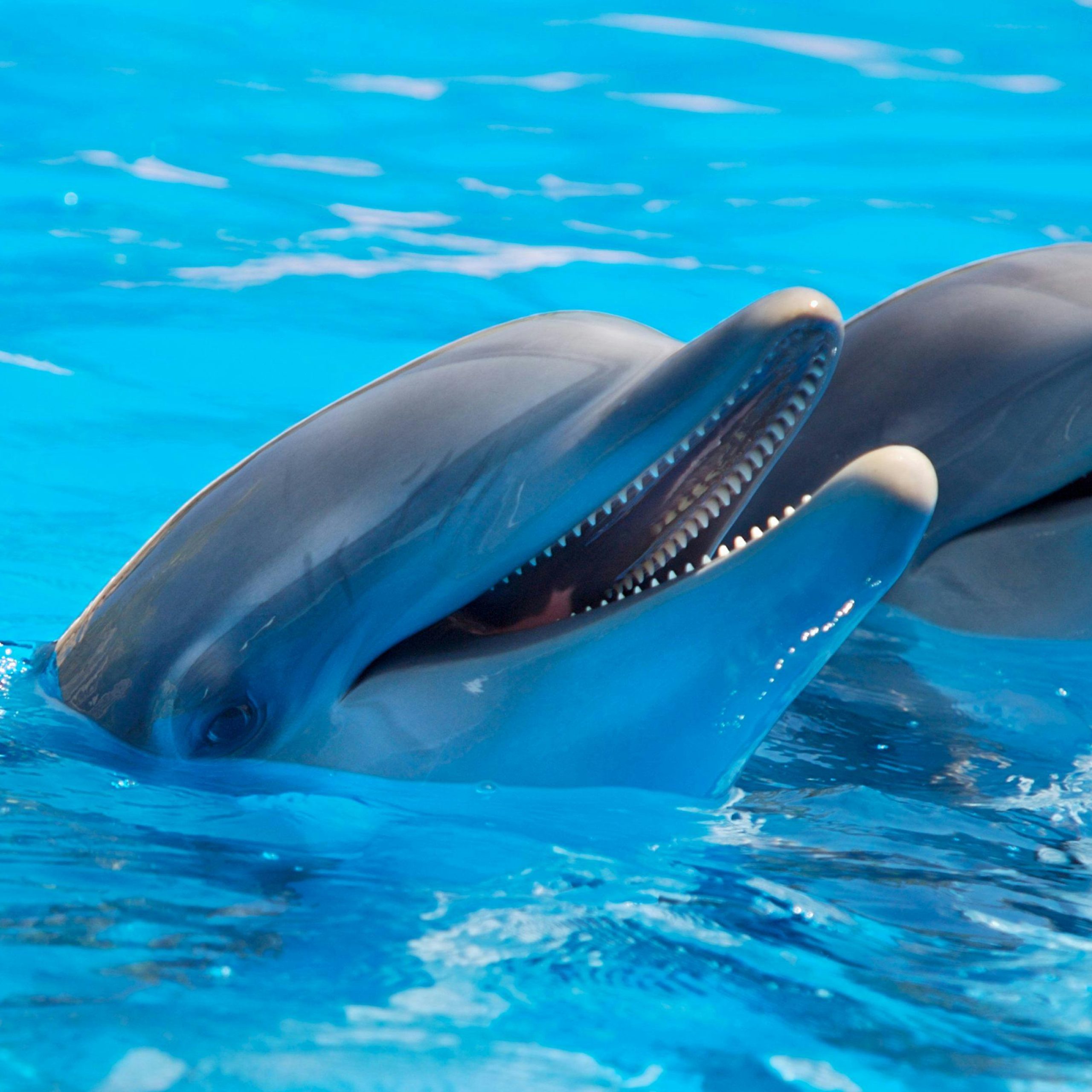 Dolphin catamaran boat trip, nr 1 sea excursion - Image 4