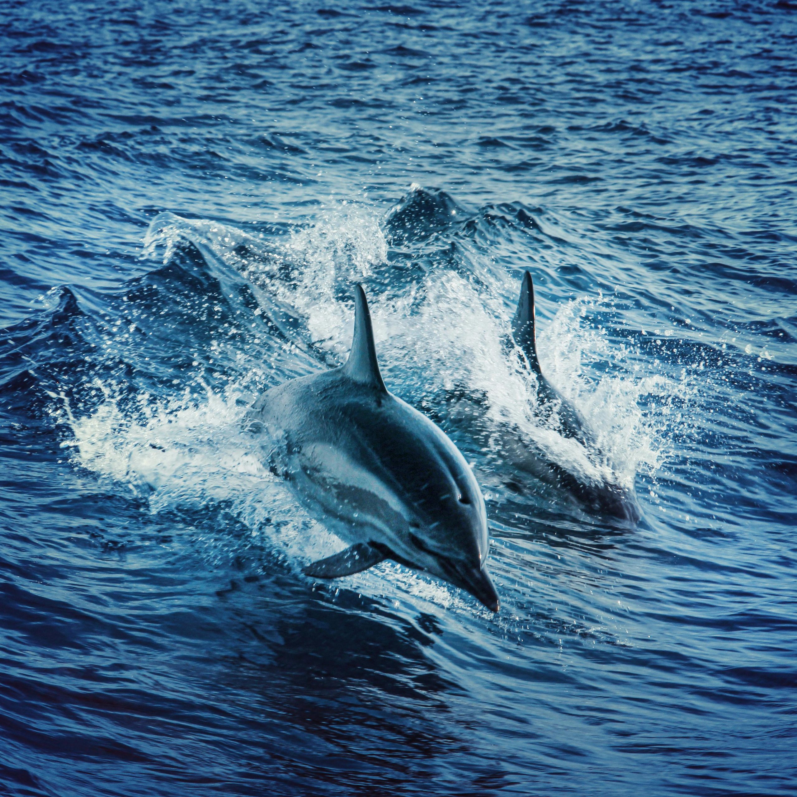 Dolphin catamaran boat trip, nr 1 sea excursion - Image 3
